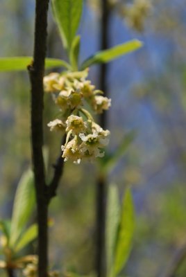 Osmaronia cerasiformis - vonivka třešňovitá - květ
